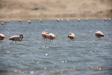 Flamingos  in Paracas, Peru.