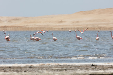 Naklejka premium Flamingos in Paracas, Peru.