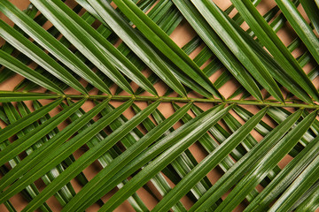 Tropical palm leaves on color background, closeup