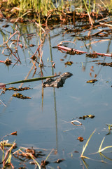 Croc