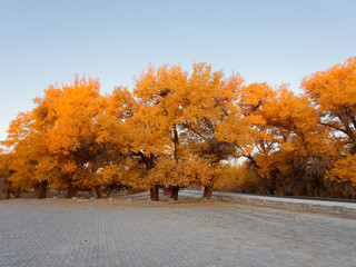 Asphalt road in golden populus euphratica trees in early morning, Ejina in the autumn. Landscape of the Populus euphratica scenic area in Ejina, Inner Mongolia, China. 