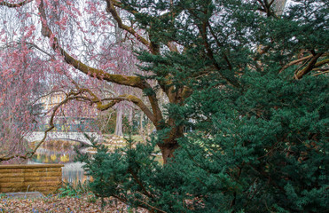 Spring cherry blossoms