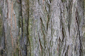 Texture of the wood. Background tree bark