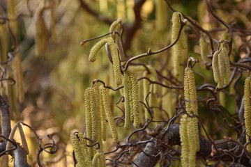 Blossoming hazel.