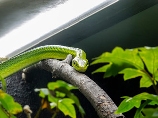 green snake on a branch