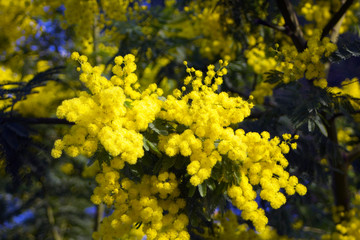 Spring blosom Mimosa flowers on blue sky