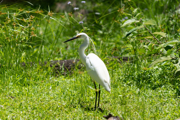 Fototapeta premium bird
