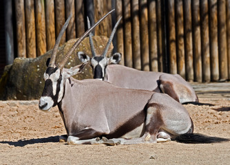 Oryx gazelle. Latin name - Oryx gazella gazella