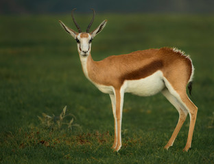 Young Springbok