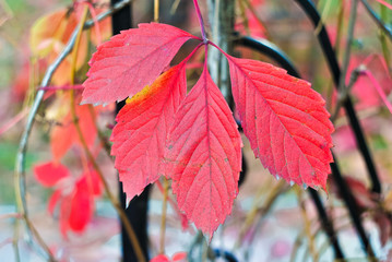 Fototapeta na wymiar autumn leaves in sunlight