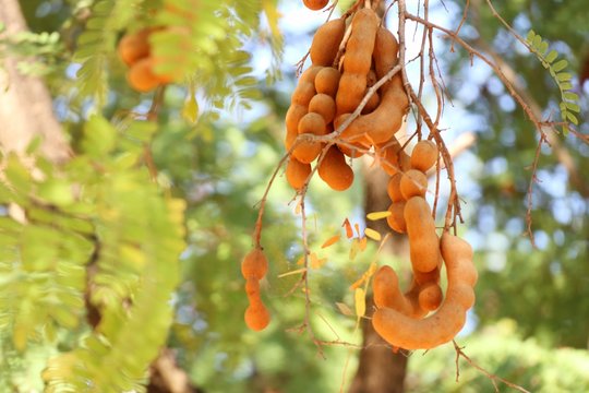 tamarind tree in tropical