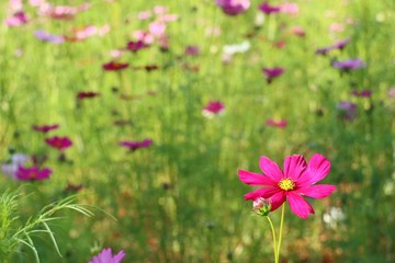 Obraz premium Cosmos flower in tropical