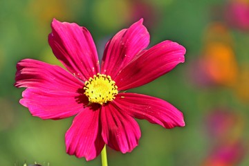 Obraz premium Cosmos flower in tropical