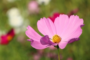 Obraz premium Cosmos flower in tropical