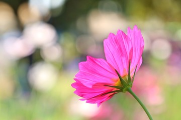 Cosmos flower in tropical
