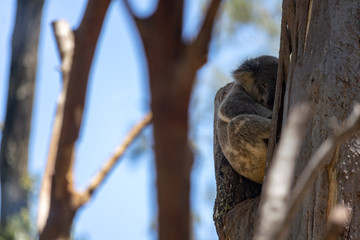 koala