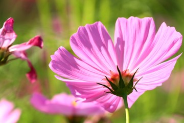 Obraz premium Cosmos flower in tropical