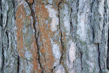 Wood Texture. Background tree bark