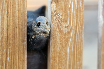 Pig nose peeking through wooden fence at farm. Piglet sticking snouts . Intuition or instinct...