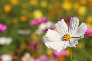 Cosmos flower in tropical