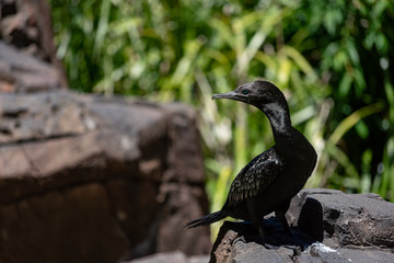 bird