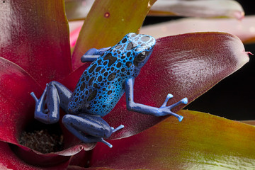 Blue and black poison dart frog, Dendrobates azureus. A beautiful poisonous rain forest animal in...