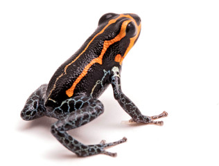 poison dart frog, Ranitomeya imitator, Yumbatos. A small poisonous rain forest animal from the tropical Amazon rain forest in Peru. Isolated on white background.