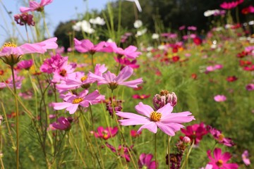 Cosmos flower in tropical