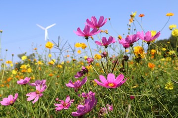 Cosmos flower in tropical