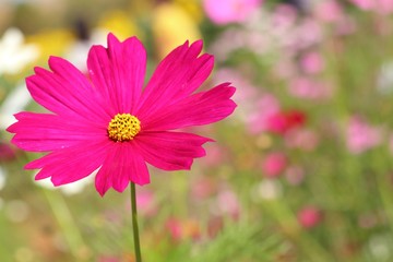 Obraz premium Cosmos flower in tropical