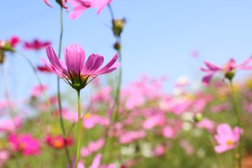 Cosmos flower in tropical