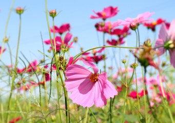 Obraz premium Cosmos flower in tropical