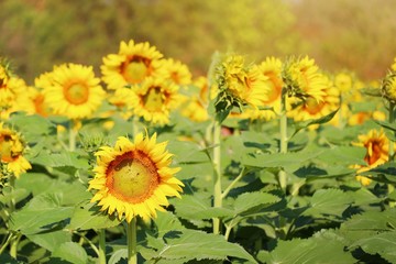 Fototapeta premium Sunflower field in tropical