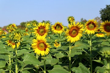 Sunflower field in tropical