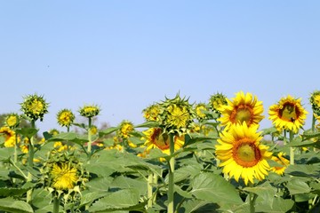 Sunflower field in tropical