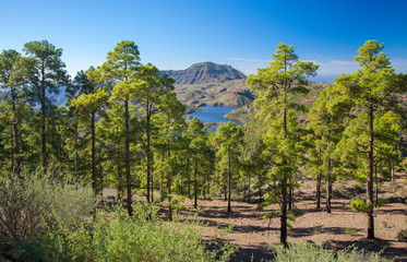 Gran Canaria, December