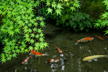 瑠璃光院の庭
