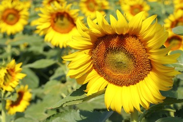 Sunflower field in tropical