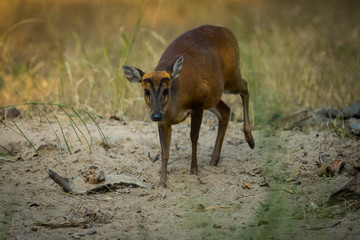 A barking deer closeup walking in forest of central india at bandhavgarh tiger reserve