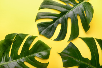 Fototapeta na wymiar Green tropical leaves on color background