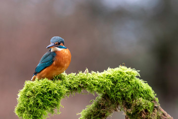 Juvenile Female Kingfisher