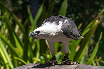 eagle