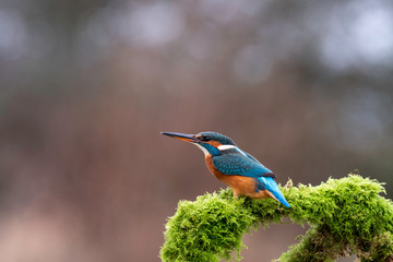Juvenile Female Kingfisher