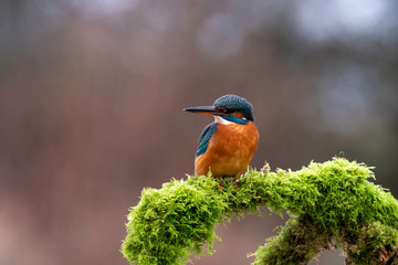 Juvenile Female Kingfisher