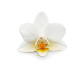 Naklejka na ściany i meble Beautiful orchid flower on white background