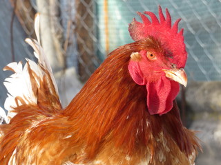 Red rooster on the free range farm close-up. Colorful cock portrait