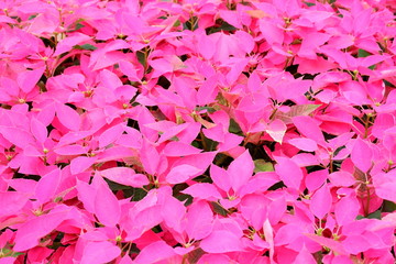 christmas flowers background