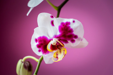 Obraz na płótnie Canvas Pink orchid flower