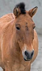 Obraz na płótnie Canvas Przewalski's horse's head. Latin name - Equus przewalskii