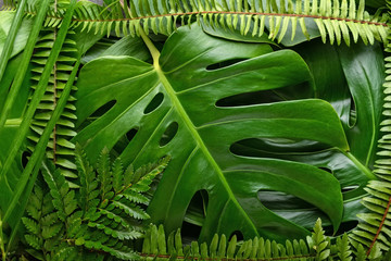 Green tropical leaves as background